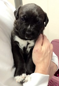 puppies2