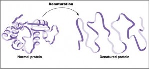 Protein naturation