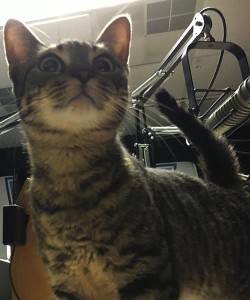 Kitten Lil: A Majestic Lap Cat
