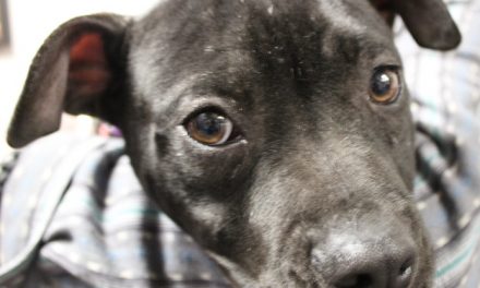Adopt Orville: An Easygoing Puppy