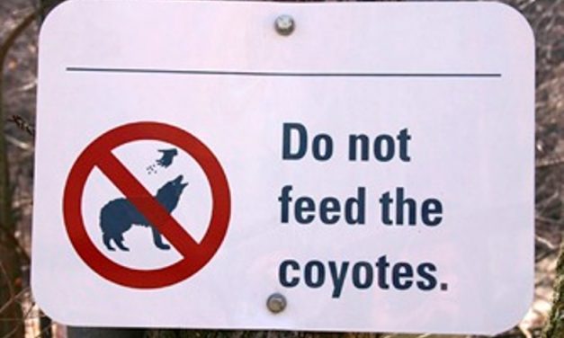 Orange County Animal Services Advise Coyote Safety