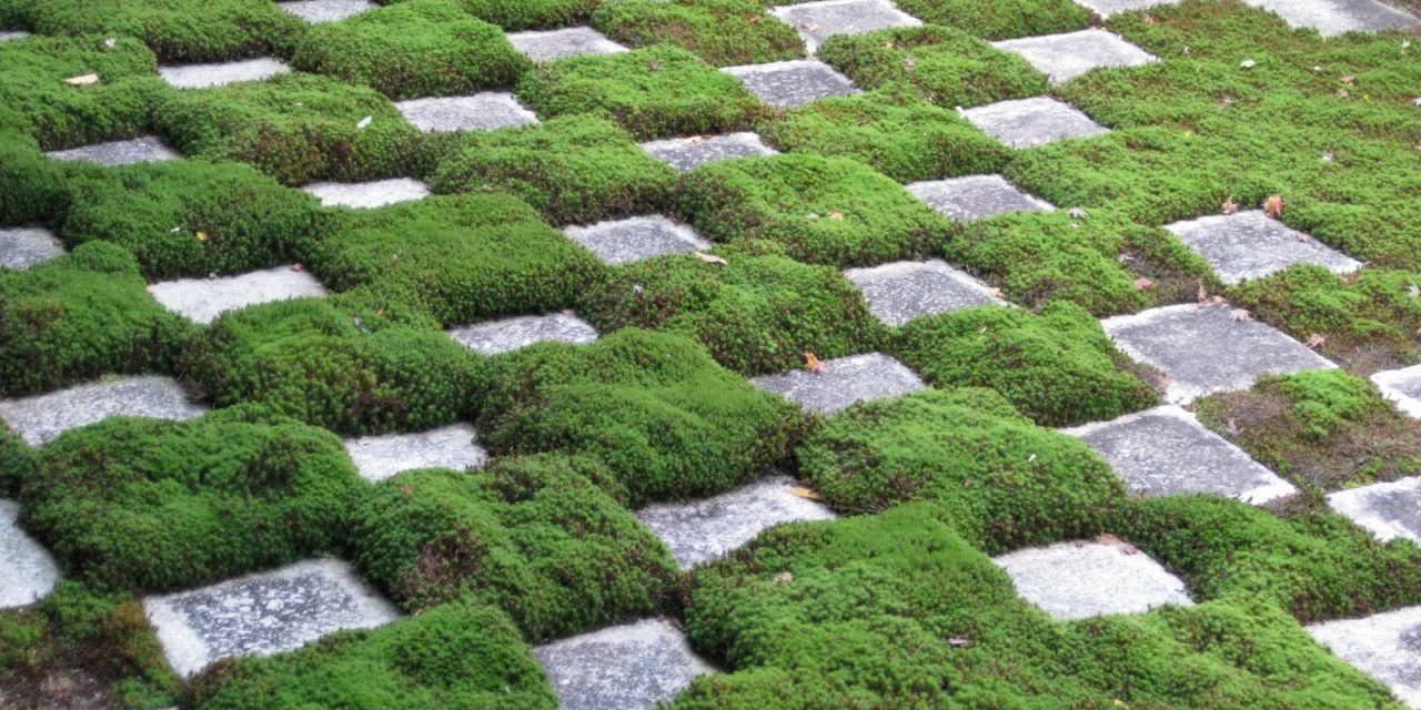 The Beauty Of Moss Gardening Chapelboro Com