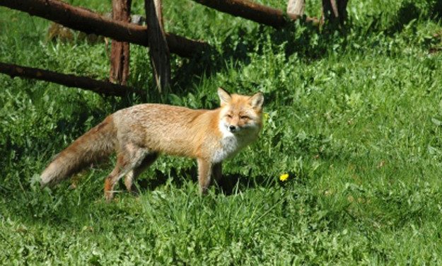 Rabid Fox Attacks Two In Hillsborough
