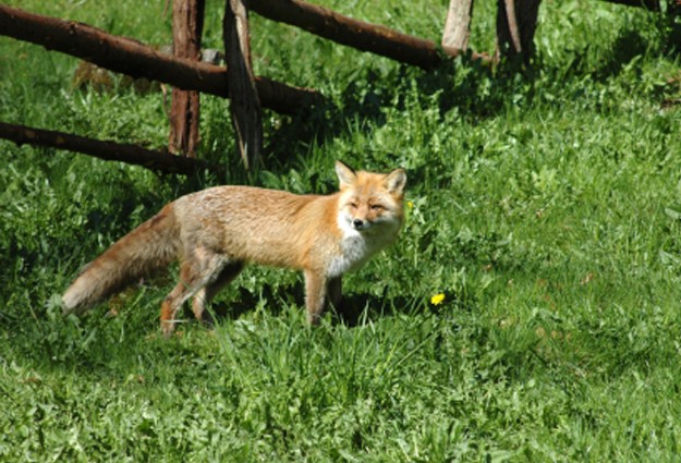 Rabid Fox In Chapel Hill?