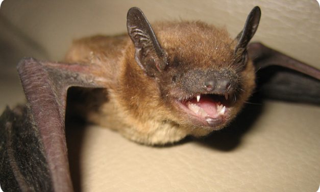 Rabid Bat Found In Chapel Hill Home