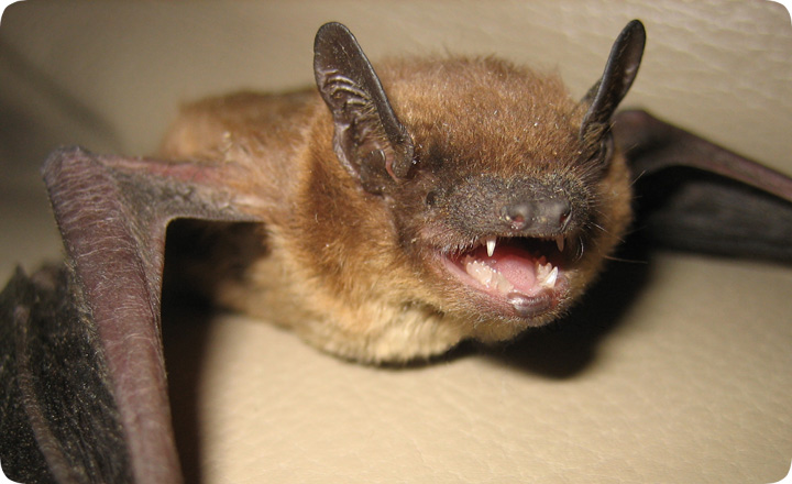 Bat In Family Playroom Marks Orange County’s 6th Rabies Case