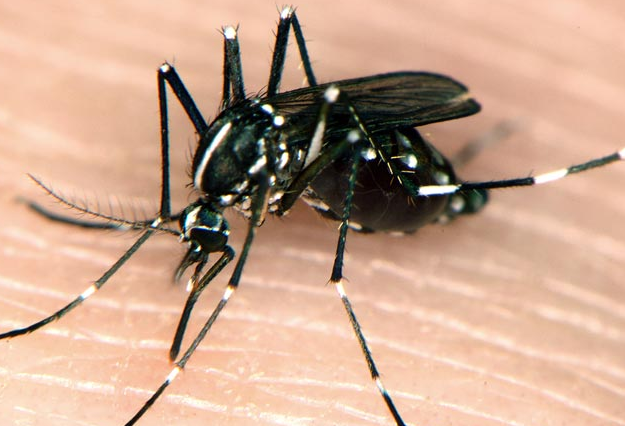 ‘Chikungunya’ Mosquito Virus Appears in NC