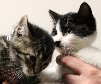 Adopt Crispus And Lucian: Lively Kittens
