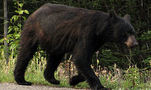 Black Bear Sightings In Hillsborough