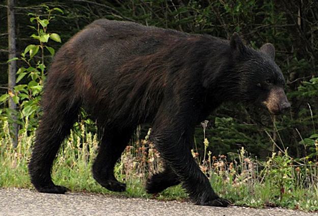 Black Bear Sightings In Hillsborough