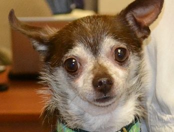 Adopt Chew: A Little Guy With A Big Personality