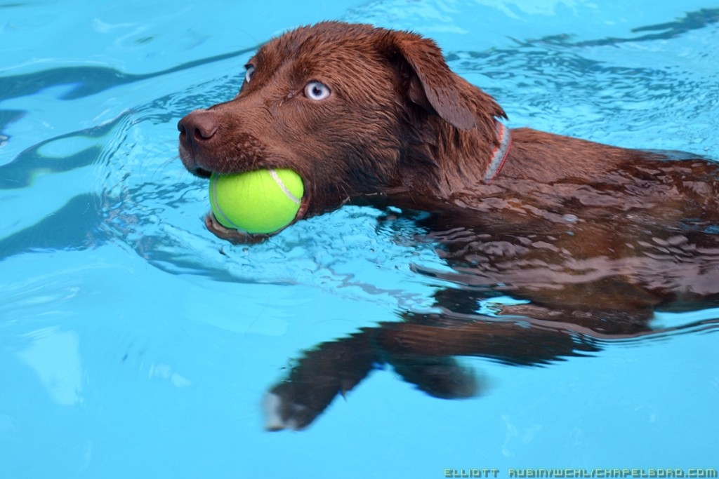 All Paws in the Pool for the 14th Annual Orange County Dog Swim