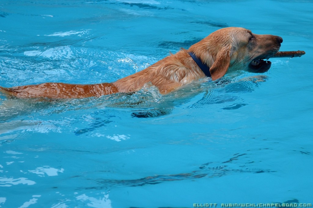 All Paws in the Pool for the 14th Annual Orange County Dog Swim
