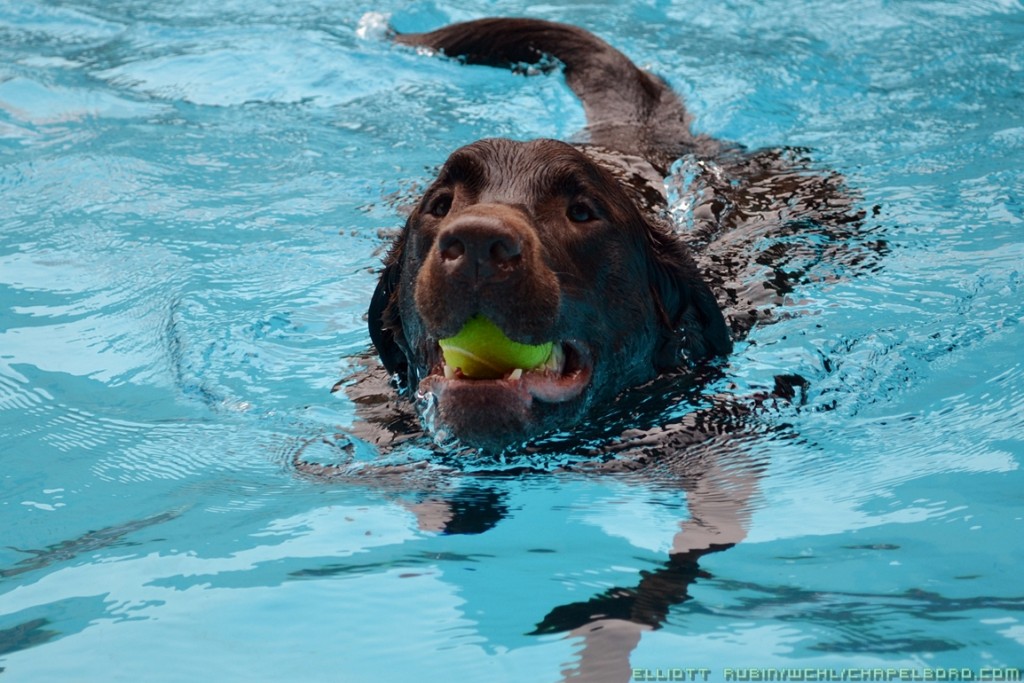 dog swim float