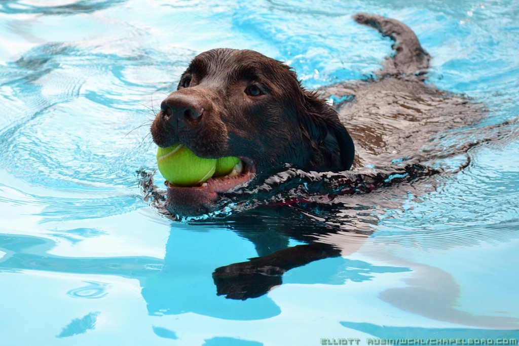 dog swim shirt