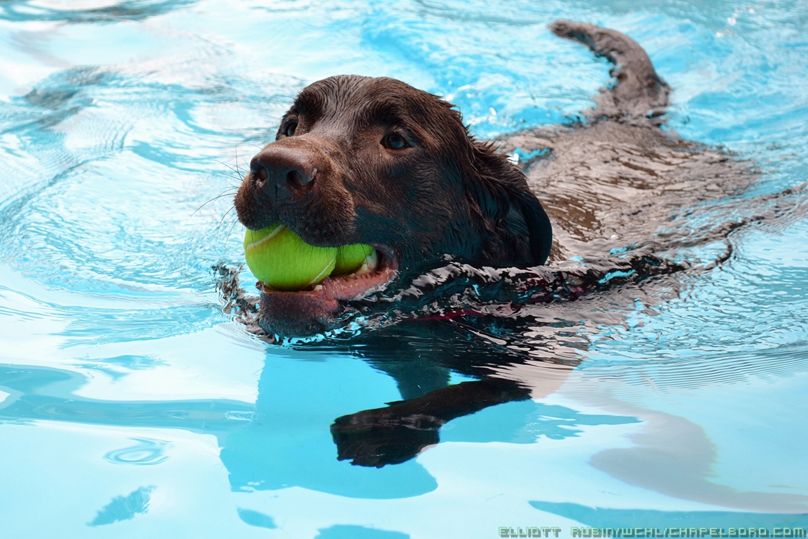 dog swimming aid