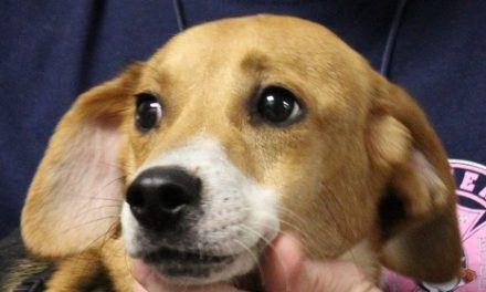 Adopt Roadrunner: An Outgoing Beagle