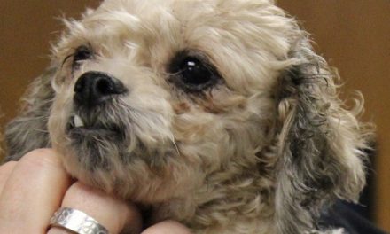Adopt Doris Day: A Loving Poodle