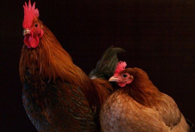 Carrboro Considering More Chicken-Friendly Ordinance