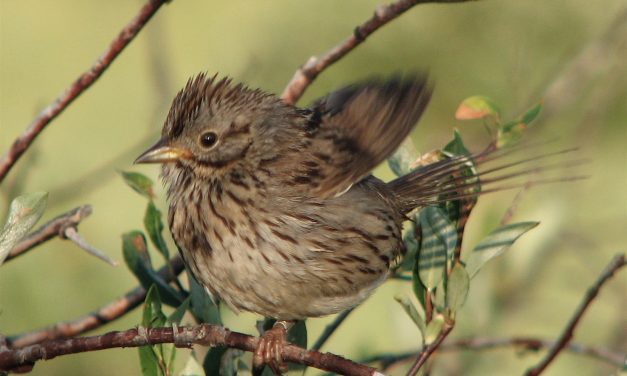 UNC Study: In Birds, As In Humans, Beauty Is Relative