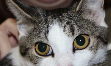 Adopt Champion: The Perfect Lap Cat