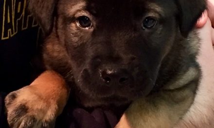 Adopt Alpha: A New Year’s Puppy