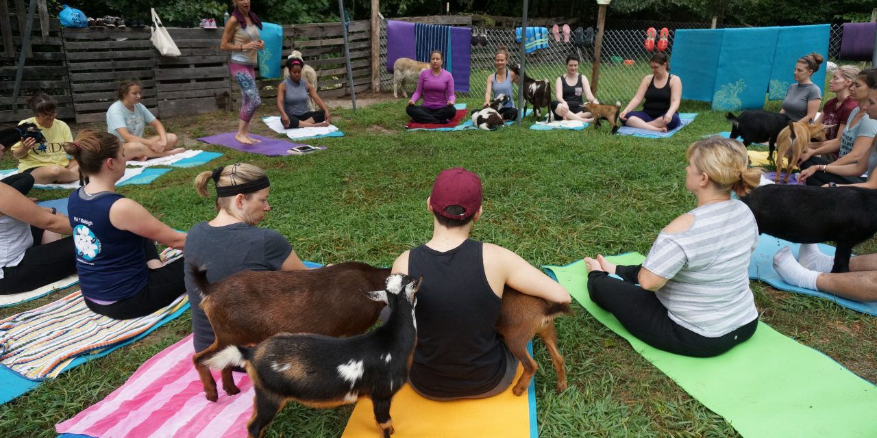 Durham Farm Brings Goat Yoga to the Triangle