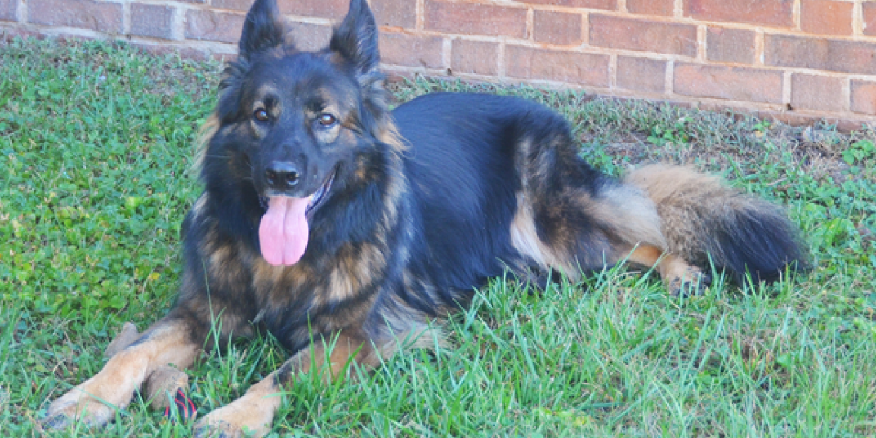 Donation Allowing Hillsborough Police to Replace Retiring K-9