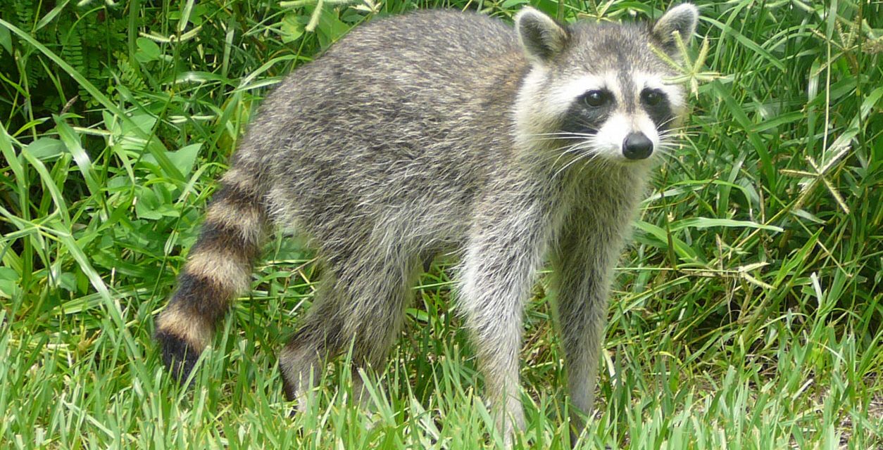 Orange County Encounters First Case of Rabies in 2020