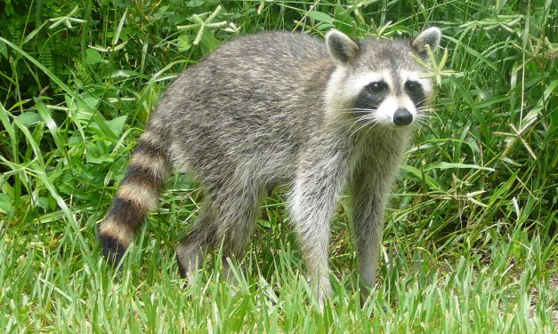 Animal Services: Rabid Raccoon Recently Found in Durham