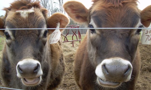 This is Tourism: Cheesemaker Portia