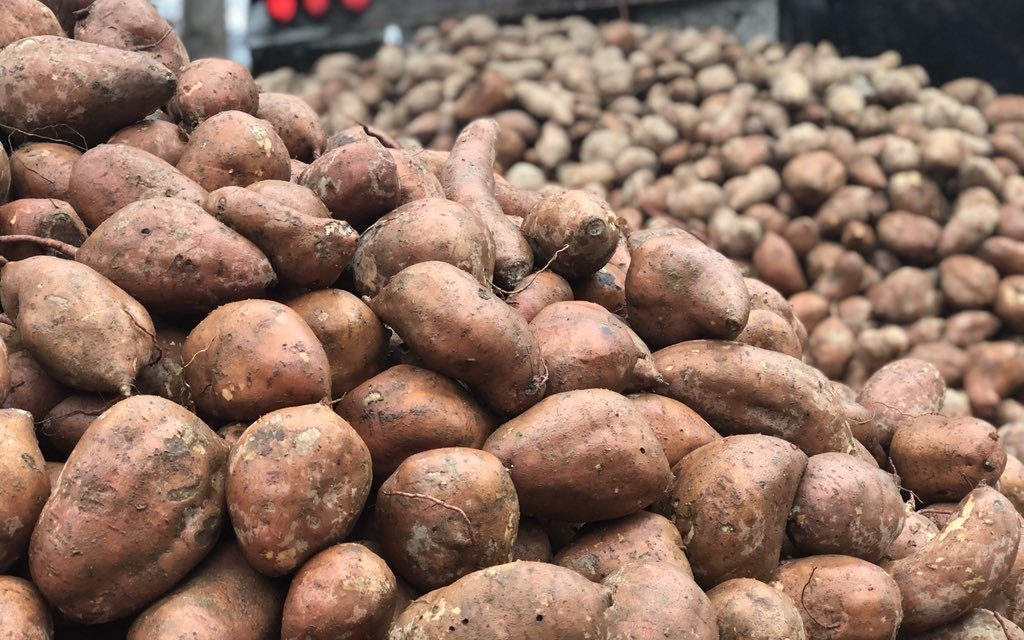 Ex-NFL Player Gifts 20 Tons of Sweet Potatoes for ‘Yam Jam’