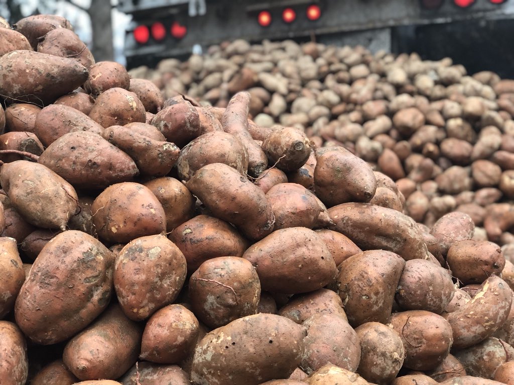 Ex-NFL Player Gifts 20 Tons of Sweet Potatoes for ‘Yam Jam’