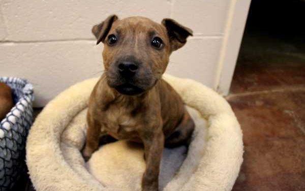 Adopt-A-Pet: Elsa and Kristoff