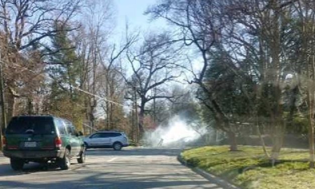 Tree Down Across Franklin Street