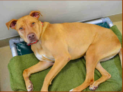 Adopt-A-Pet: Jake
