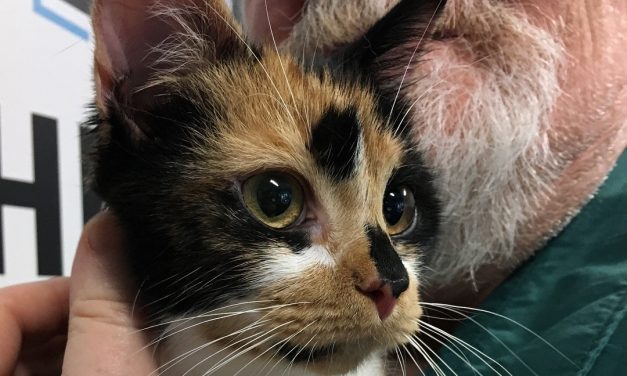 Orange County Animal Services Encourages Pet Owners to Prepare for Hurricane Florence