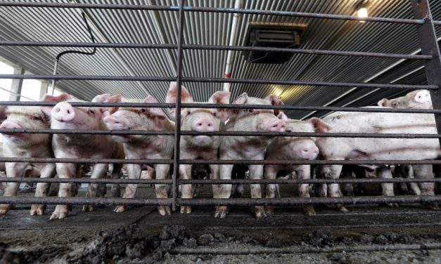 Lawsuit Blames Pork Giant for Noxious Farm Smells