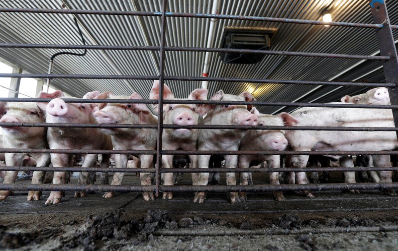 Lawsuit Blames Pork Giant for Noxious Farm Smells