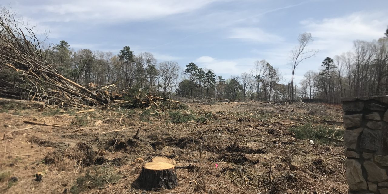 Estes Drive Clear Cutting Sparks Concern from Chapel Hill Residents