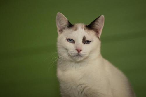Adopt-A-Pet: Donnie
