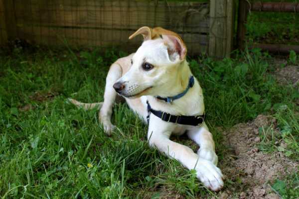 Adopt-A-Pet: Ed