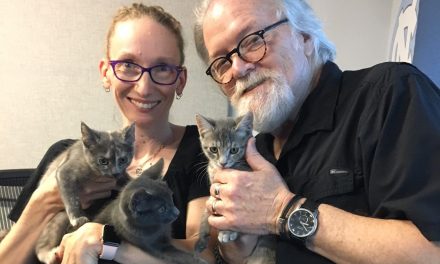 Adopt-A-Pet: Violet, Klaus, and Sonny
