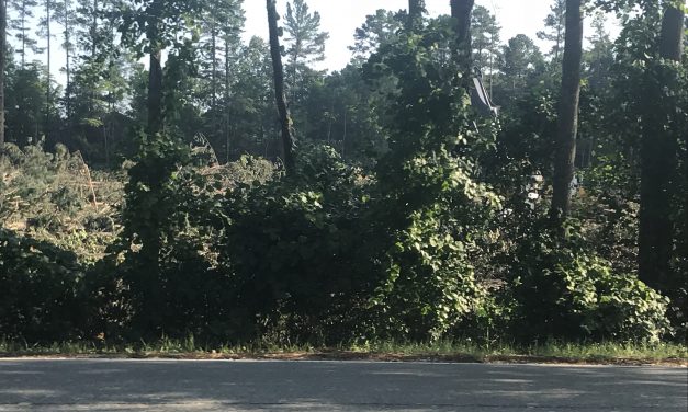 Contention Arises Over Chatham Park Tree Plan
