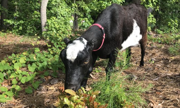 Chapel Hill Public Library Turns Goat Clearing into Educational Opportunity
