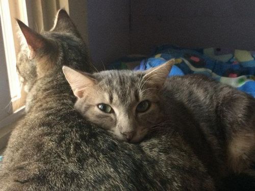 Adopt-A-Pet: Ratatouille