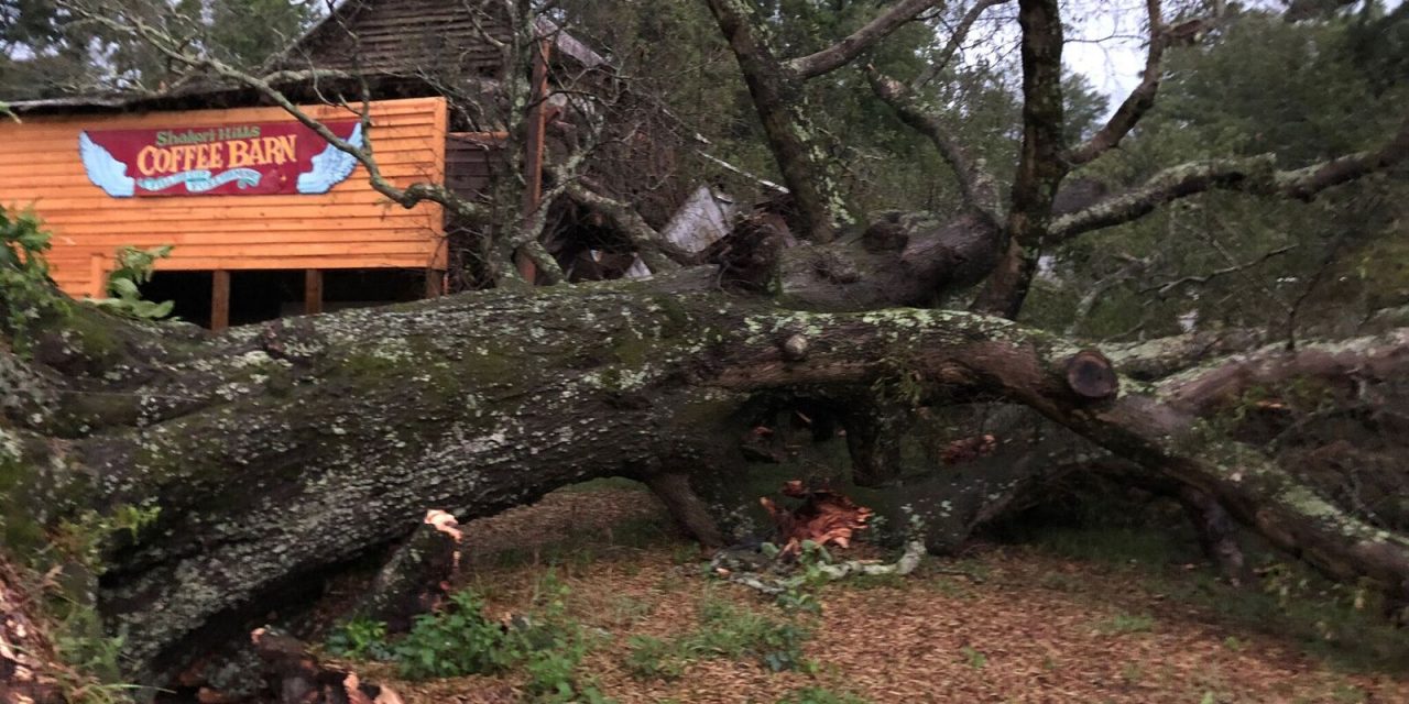 Storm Topples 175-Year-Old Tree on Shakori Hills Grounds