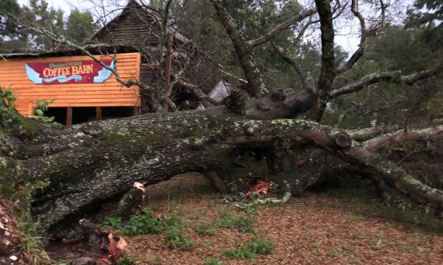 Storm Topples 175-Year-Old Tree on Shakori Hills Grounds