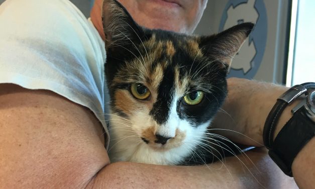 Adopt-A-Pet: Agruppina