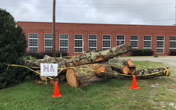 Hillsborough Donating Wood from ‘Town Treasure’ Tree Downed During Hurricane Florence